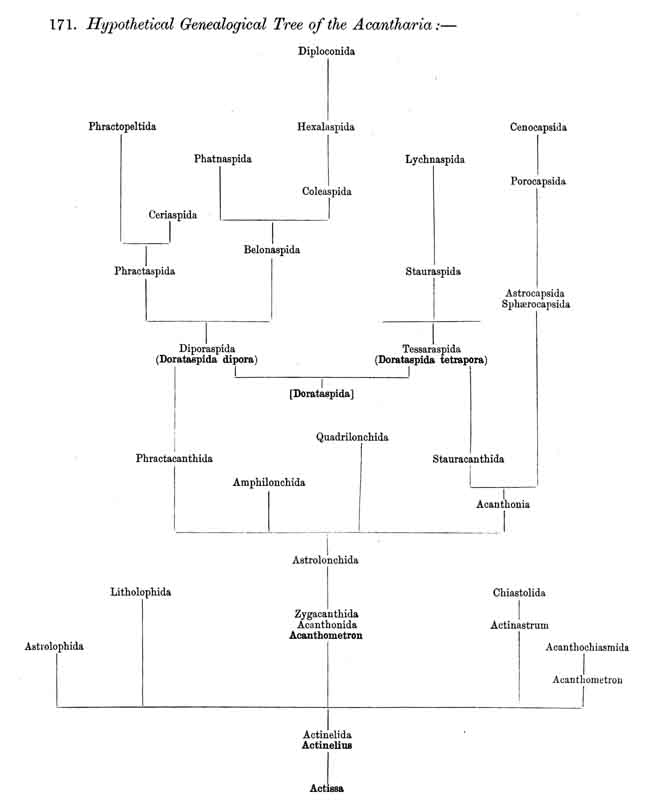 Hypothetical Genealogical Tree of Acantharia